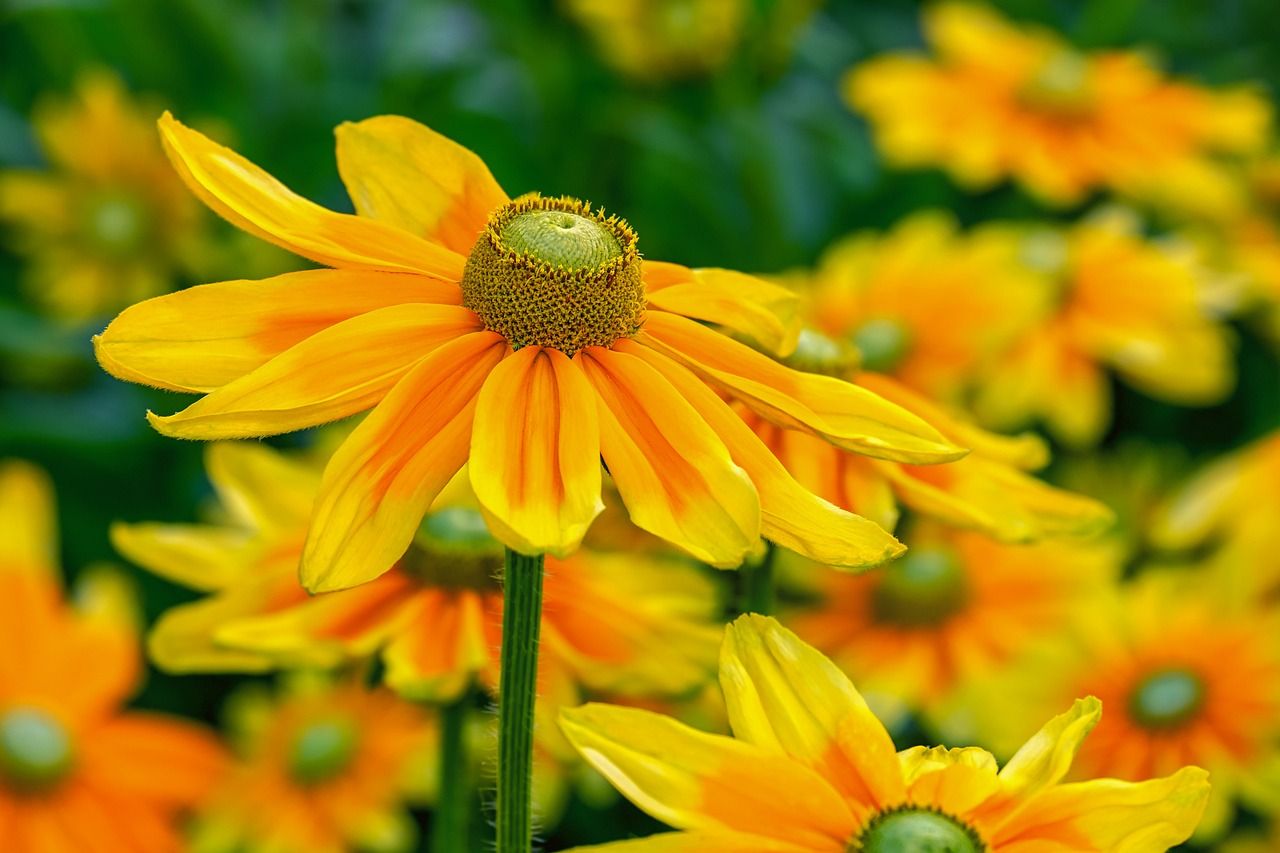entdecken sie die lebendige welt der leuchtenden farben! unsere kollektion bietet eine vielzahl strahlender nuancen, die ihr leben und ihre umgebung aufhellen. lassen sie sich von fröhlichen farbkombinationen inspirieren und bringen sie frischen wind in ihr zuhause.