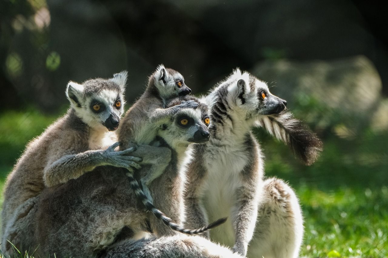 entdecken sie spannende gruppenaktivitäten für jeden anlass! ob teambuilding, outdoor-abenteuer oder kreative workshops – genießen sie unvergessliche momente mit freunden und kollegen.