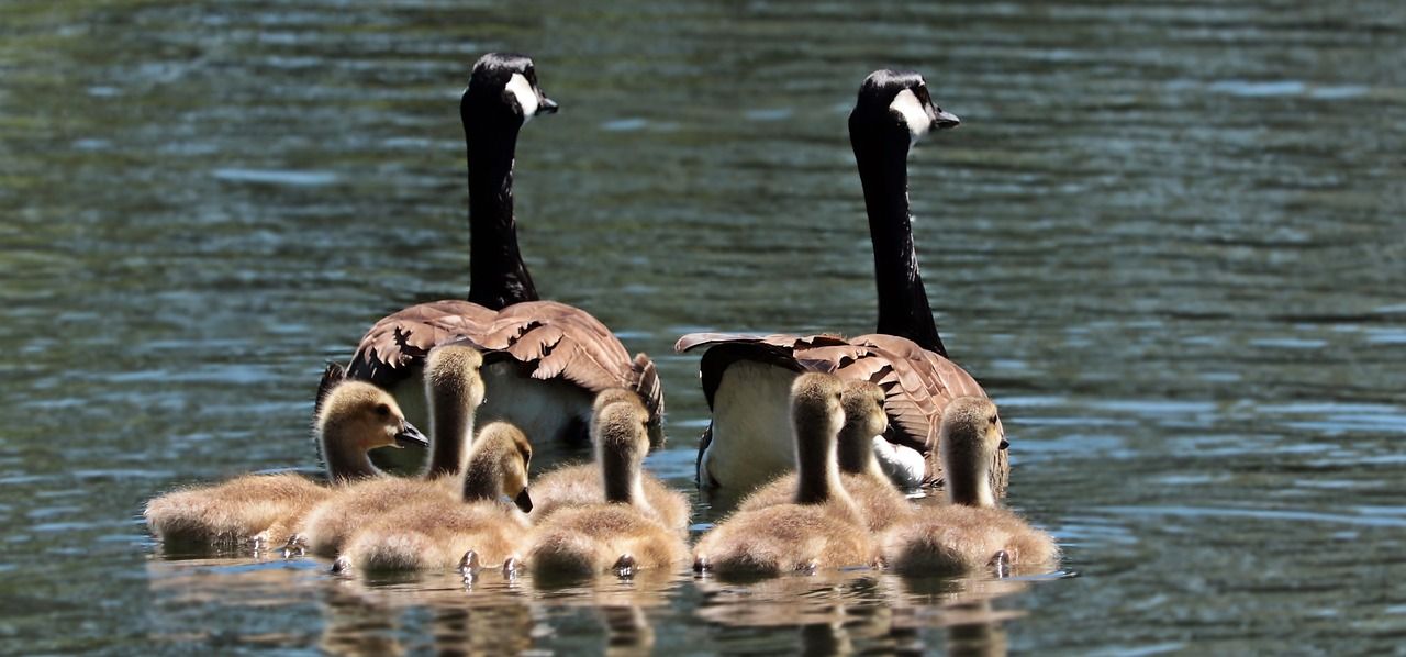 familienanpassungen: erfahren sie, wie sie sich erfolgreich an veränderungen im familienleben anpassen können, um harmonie und wohlbefinden zu fördern.