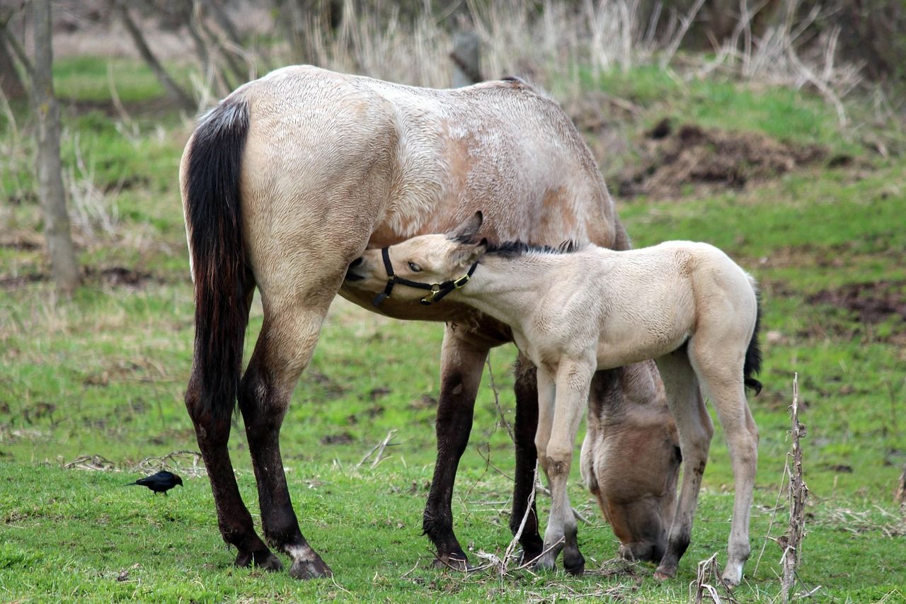 entdecken sie unser erstklassiges stillkissen, das komfort und unterstützung für mütter und babys bietet. perfekt zum stillen, entspannen und zur förderung der bindung zwischen mutter und kind.