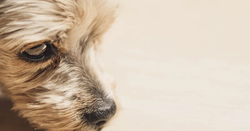 Border Terrier kaufen: worauf Sie wirklich achten sollten