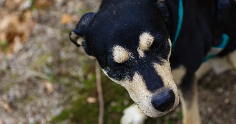 Staffy kaufen: Worauf Sie achten sollten
