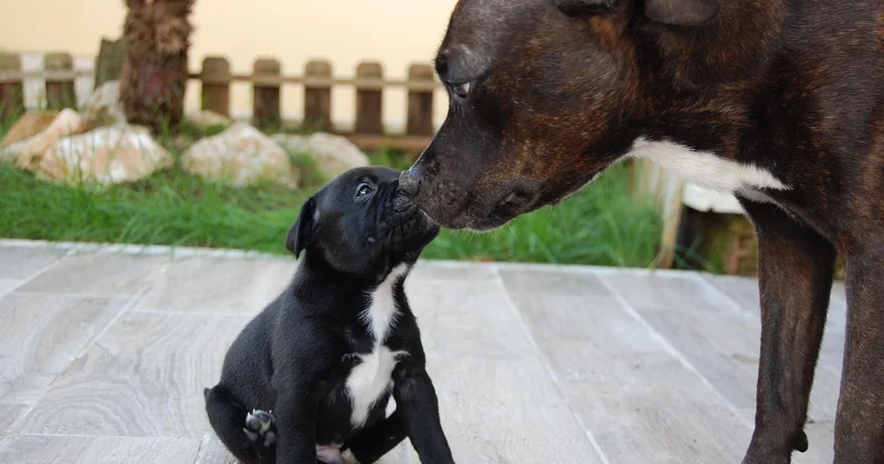 Gesundheit: Die typischen Probleme des Staffy