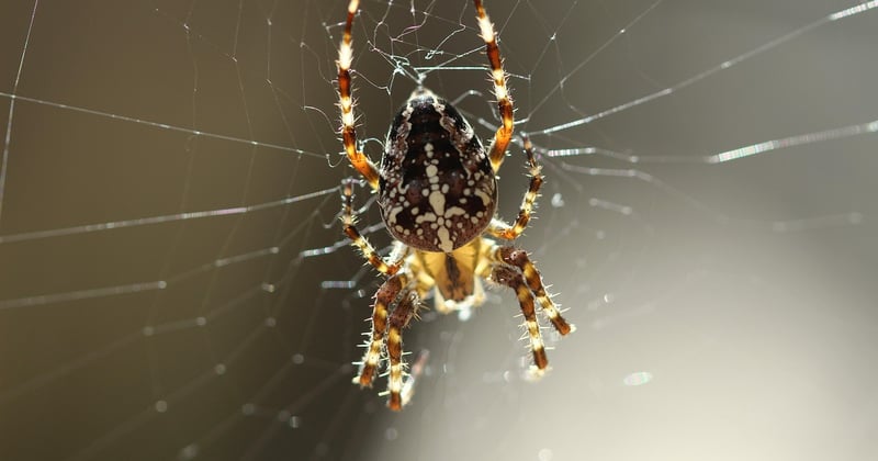 Spinnen im Traum: Was die Traumdeutung wirklich verrät