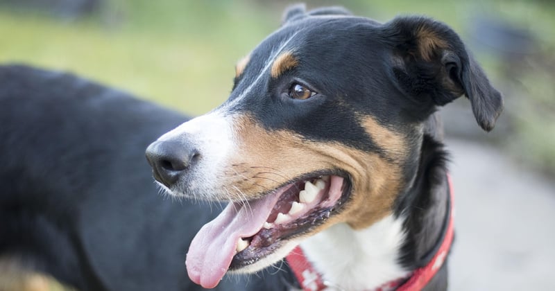 Hund pinkelt viel: Ursachen erkennen und richtig reagieren