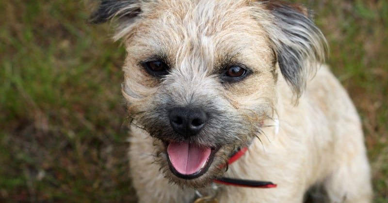 Border Terrier: Der kompakte Jagdhund im Portrait