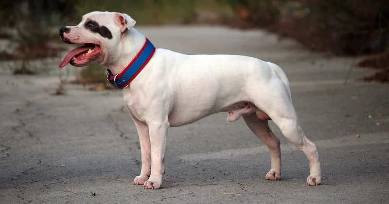 Staffy vs. American Staffordshire Terrier: Wo liegt der Unterschied?