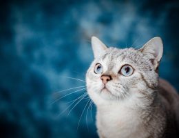 entdecken sie die besten tipps und ratschläge zur haustierreplacement, um die perfekte begleitung für ihr zuhause zu finden. erfahren sie, wie sie eine verantwortungsvolle entscheidung treffen und das ideale haustier für ihre lebenssituation auswählen.