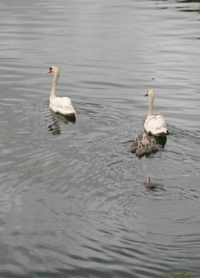 entdecken sie die besten familienausflüge für unvergessliche abenteuer! von spannenden freizeitparks bis hin zu malerischen naturschutzgebieten - erleben sie gemeinsam unvergessliche momente mit ihren lieben.