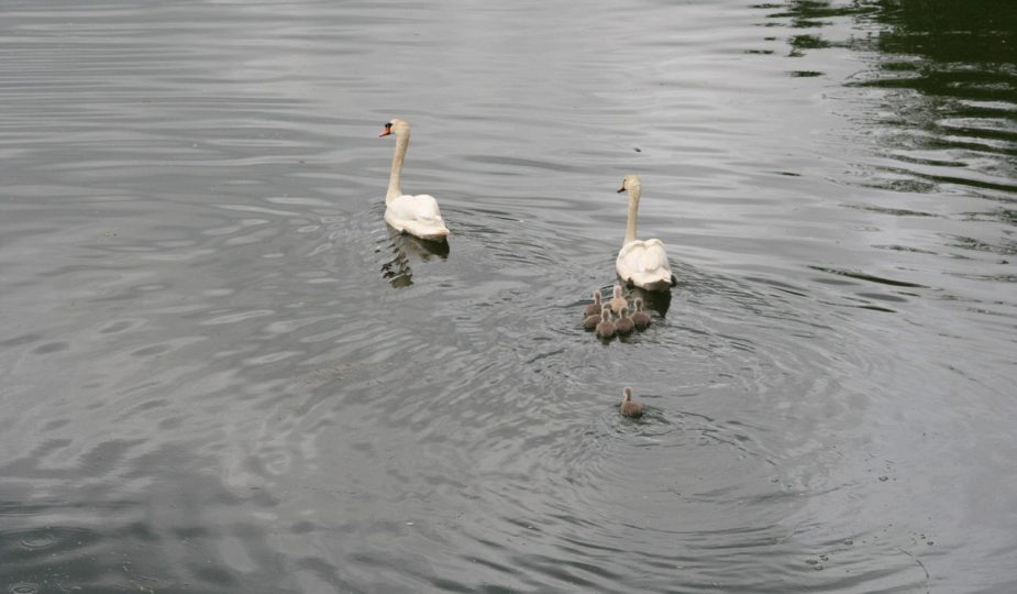 entdecken sie die besten familienausflüge für unvergessliche abenteuer! von spannenden freizeitparks bis hin zu malerischen naturschutzgebieten - erleben sie gemeinsam unvergessliche momente mit ihren lieben.